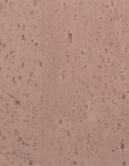 Korkstoff Surface Rosé Artikel-Nr. 060525 Stück 0,50 x 0,47m